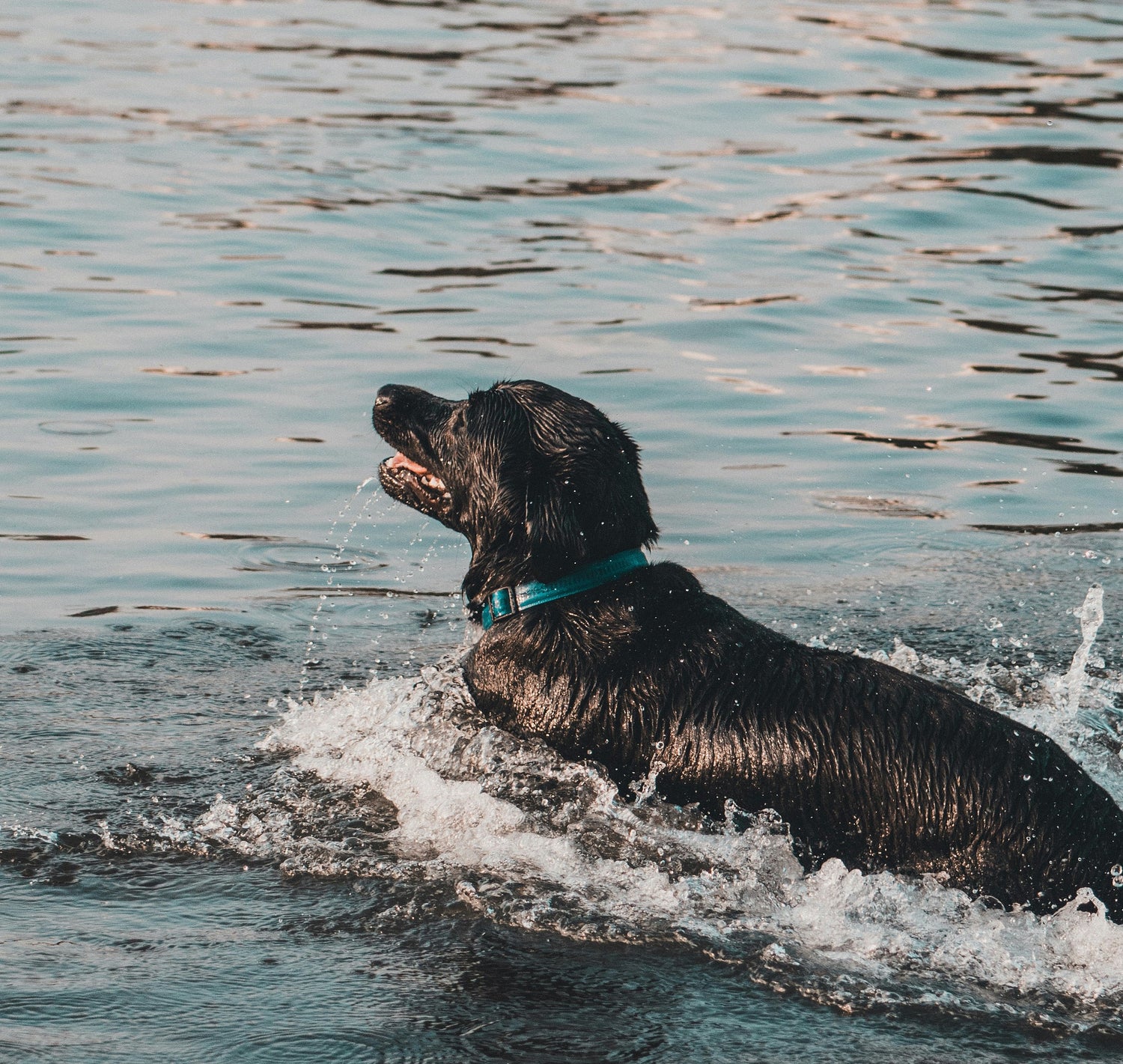 Taking Your Dog Swimming: A Splash of Fun and Safety