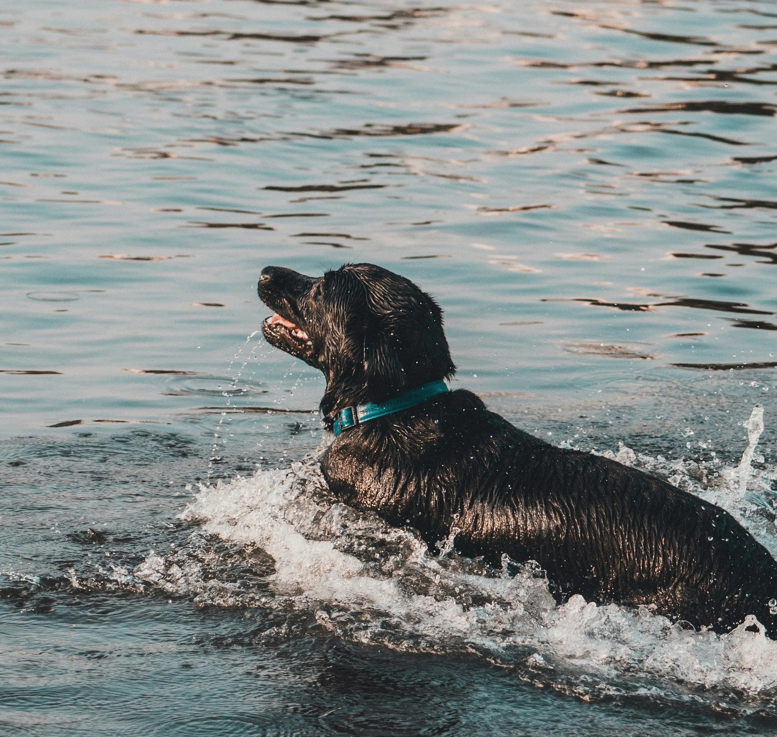 Dog swimming happily in open water