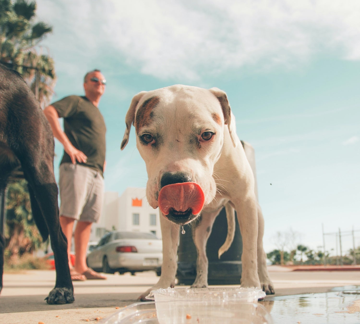 Keeping Your Dog Hydrated and Safe in the Summer.