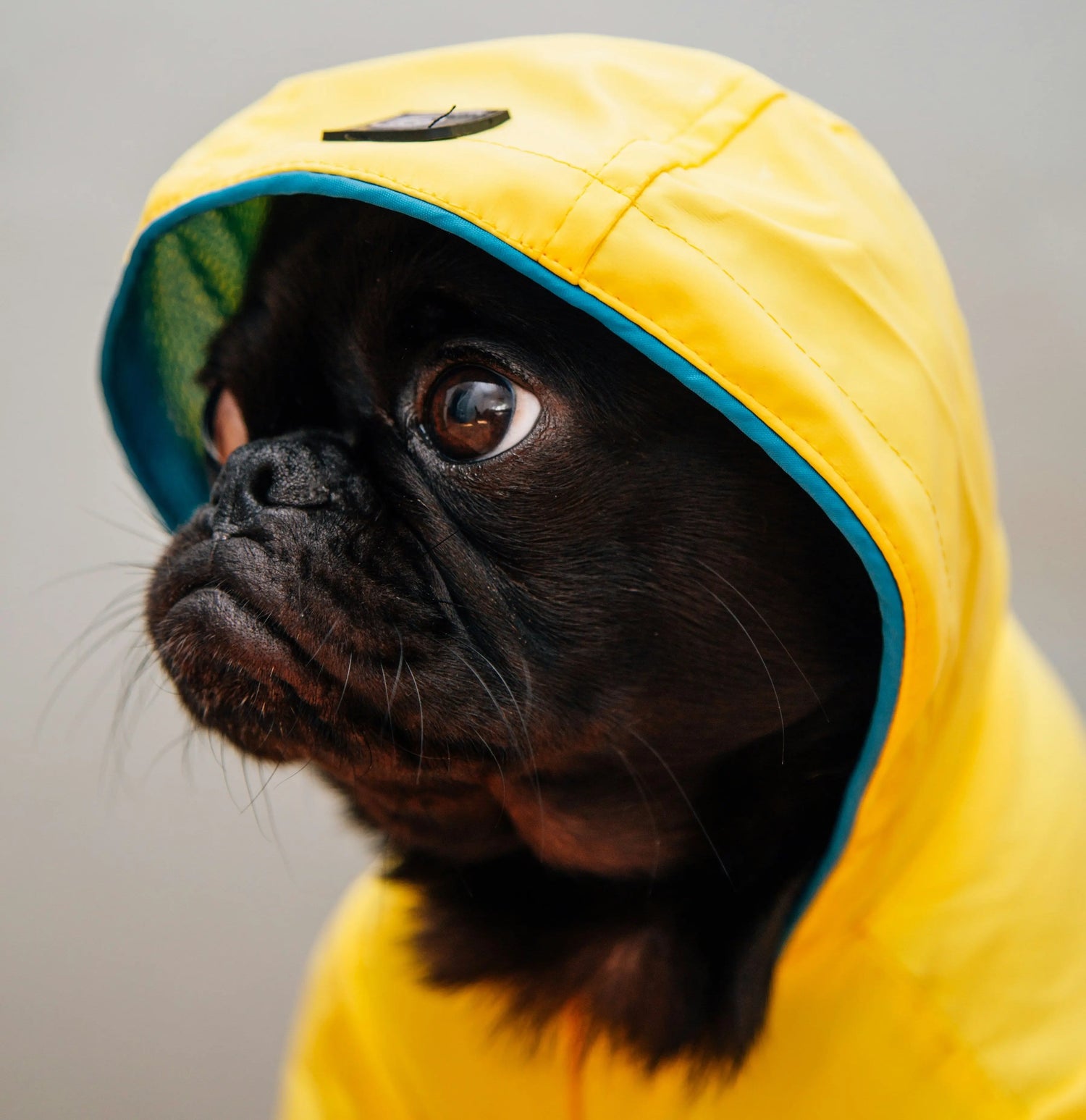 Dog wearing a raincoat on a wet day