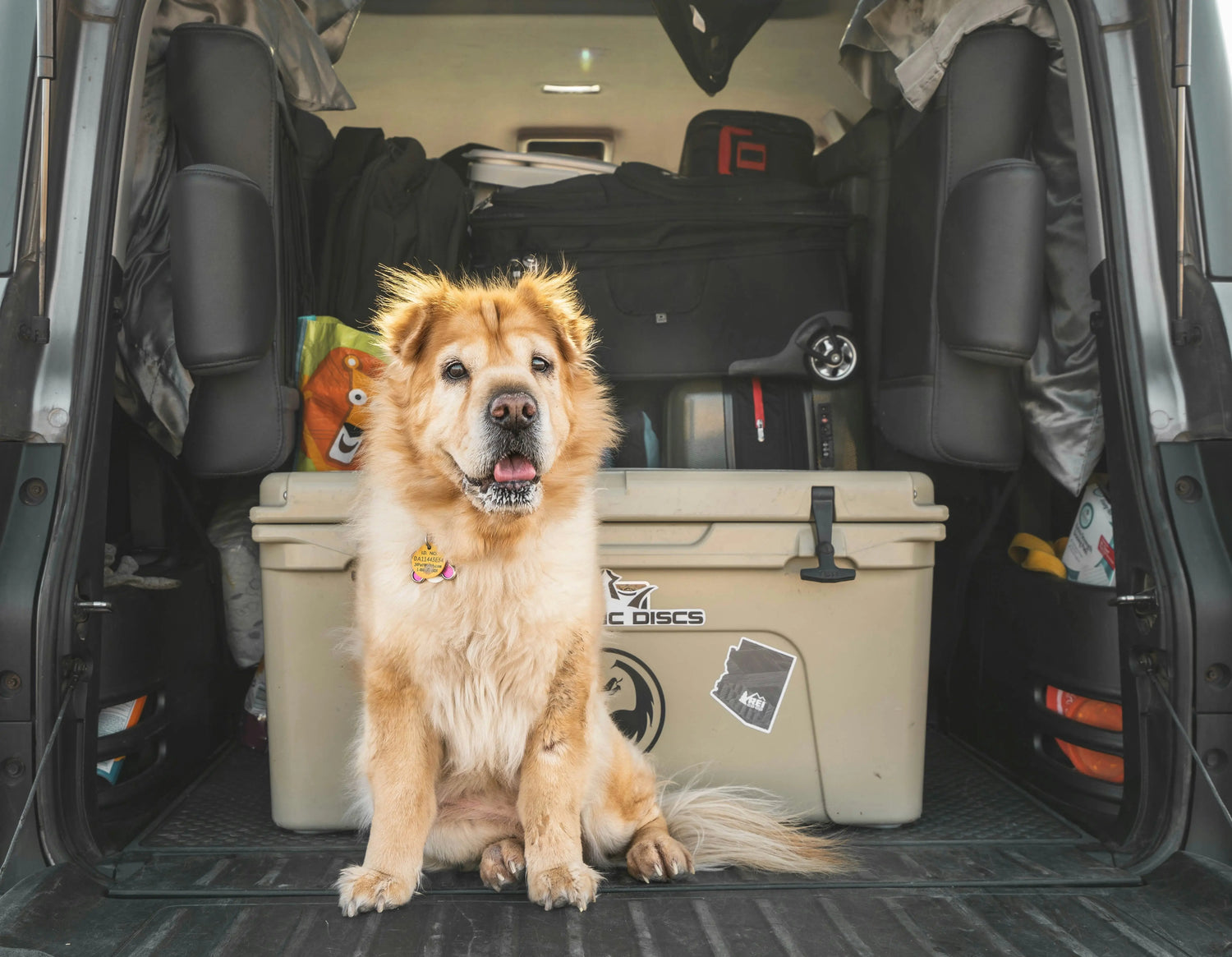 Dog sitting in the car ready for a road trip with its owner