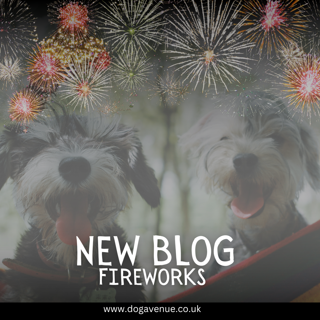 How to Keep Your Dog Calm on Bonfire Night