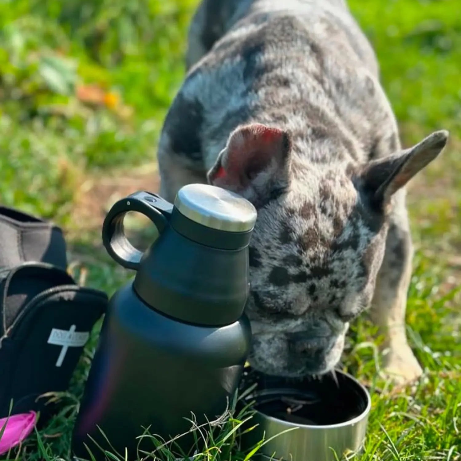 Merle French Bulldog drinking from the detachable stainless steel travel bowl outdoors, bottle and Buddy Bag beside it