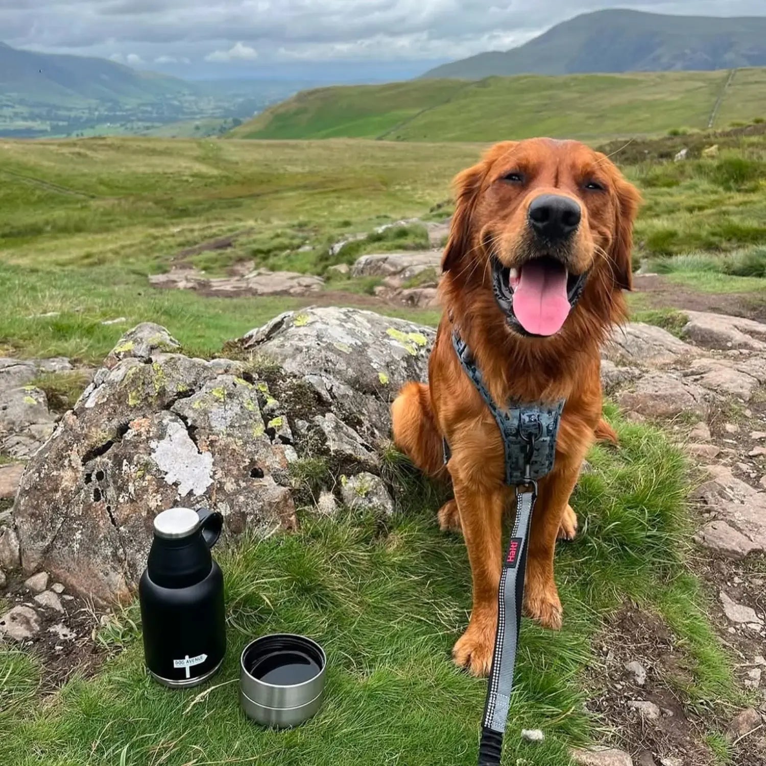 Golden retriever sitting on a Lake District summit beside the black Dog Avenue bottle and detachable travel bowl