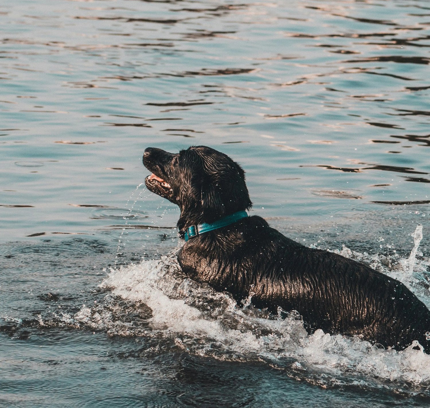 Dog swimming happily in open water