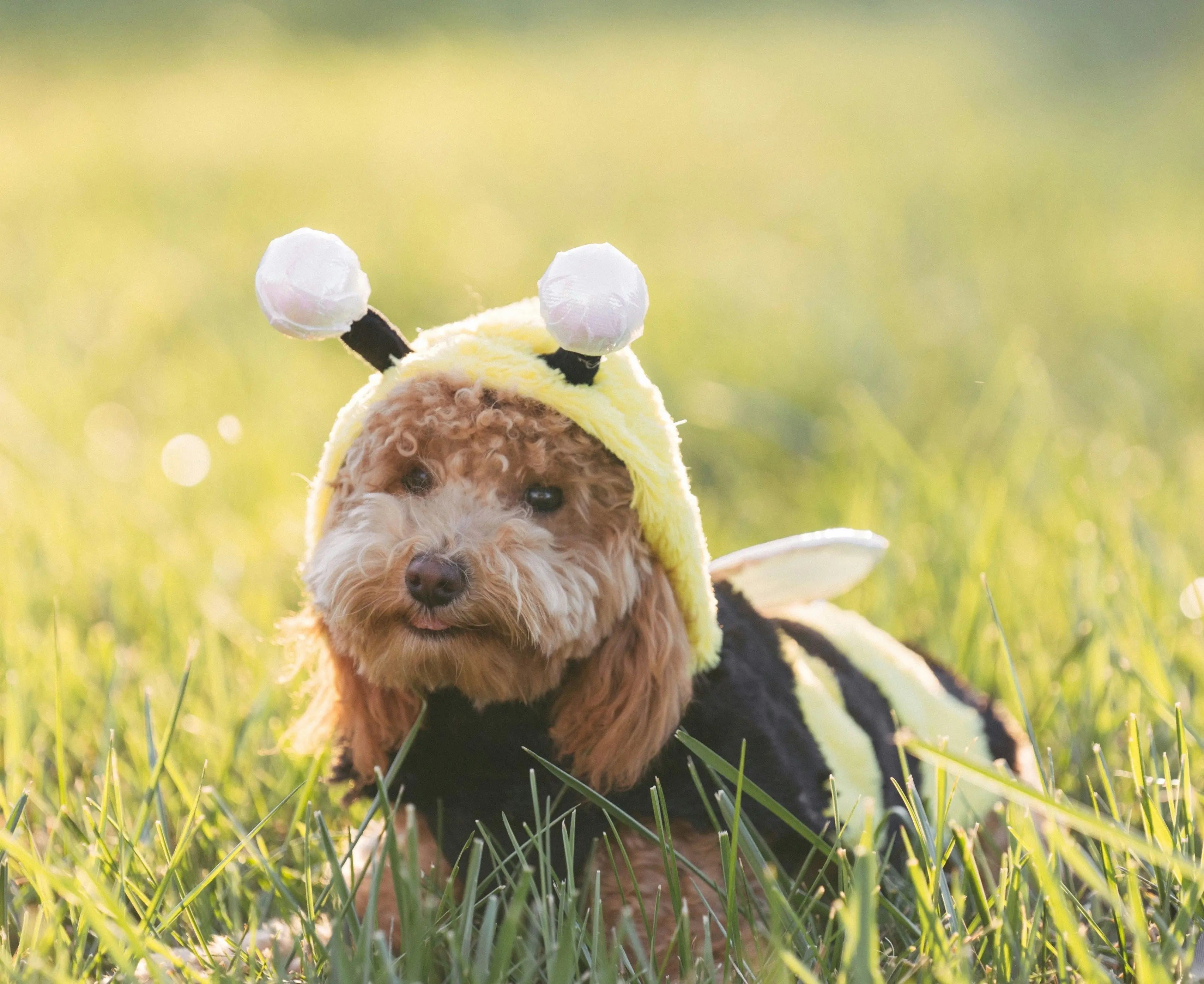 Keeping Your Dog Safe from Bee and Wasp Stings