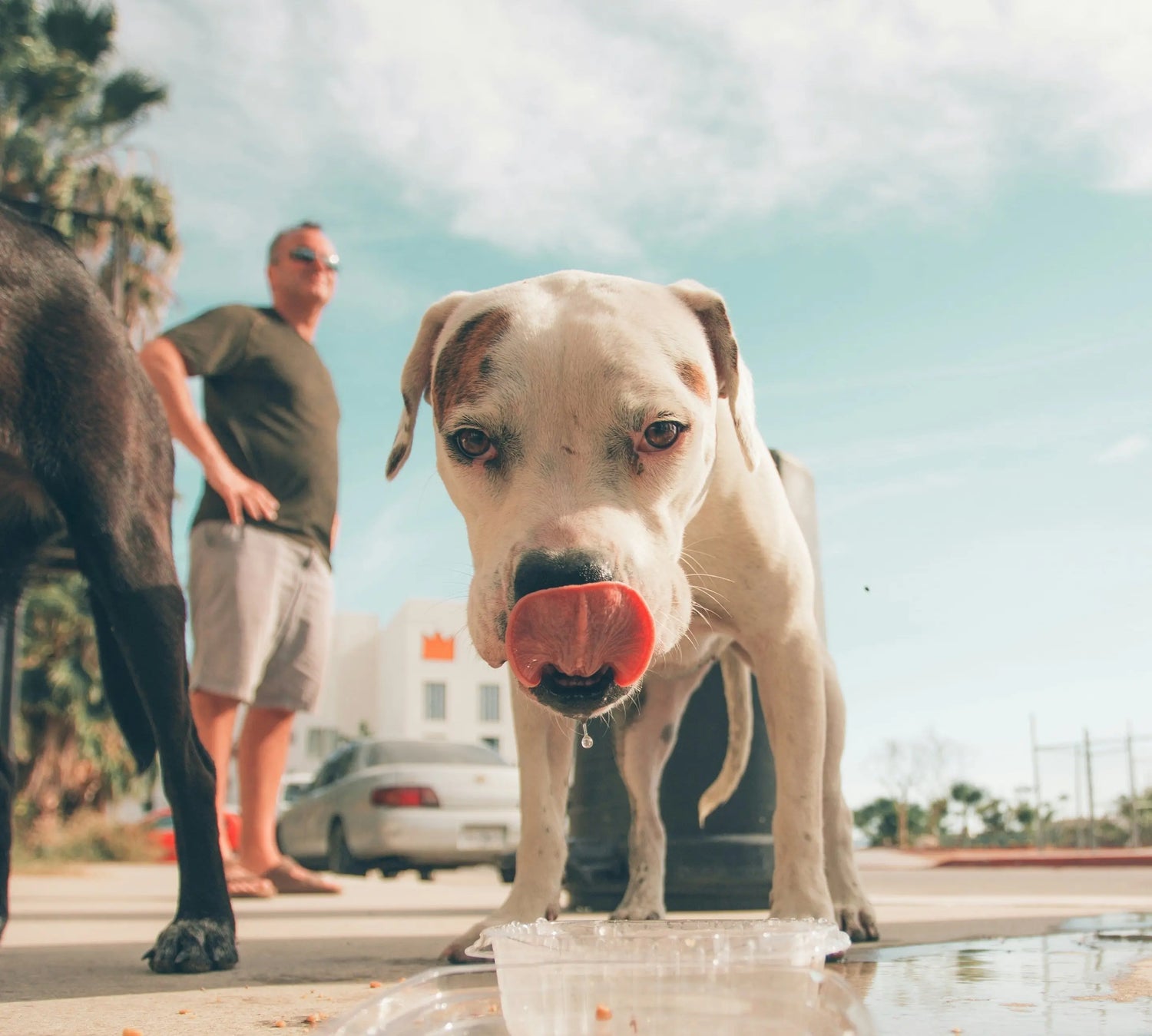 Dog drinking fresh water outdoors on a hot summer day
