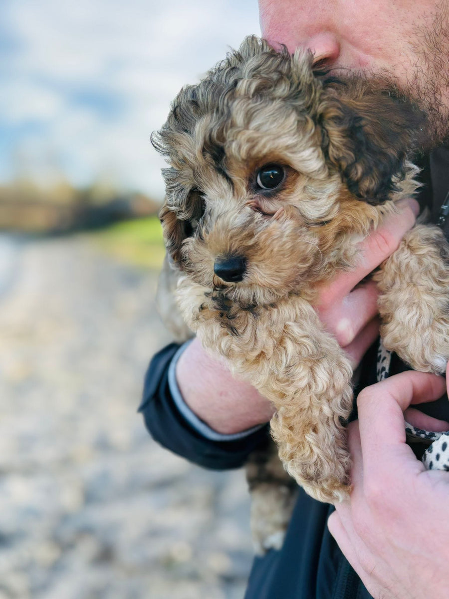 Dog on a trail with Dog Avenue gear