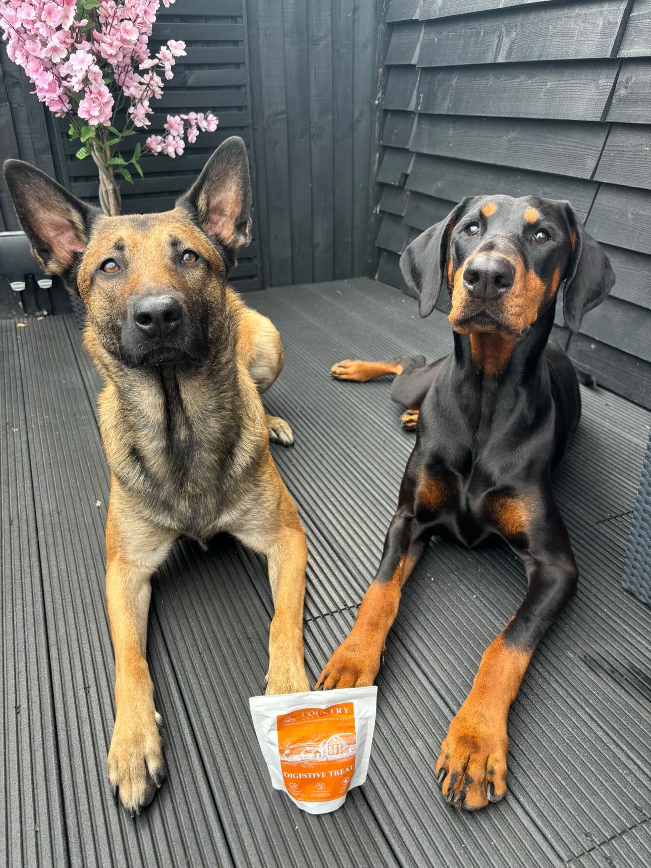 Digestive Duck Dog Treats Country Barn