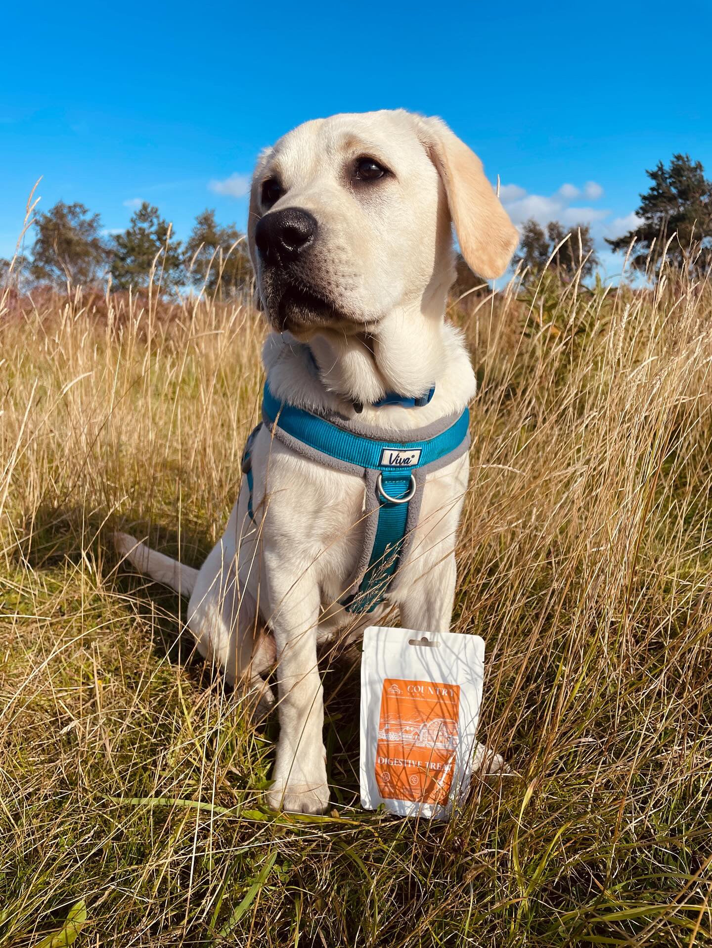 Digestive Duck Dog Treats Country Barn
