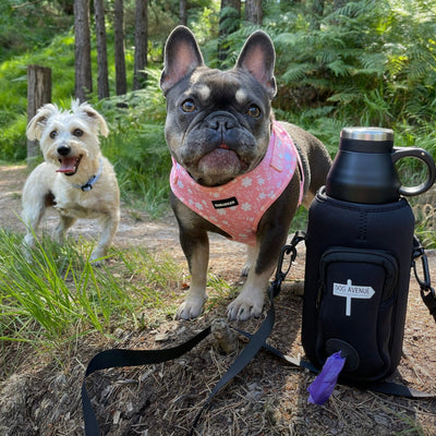 Dog on an adventure trail with Dog Avenue gear