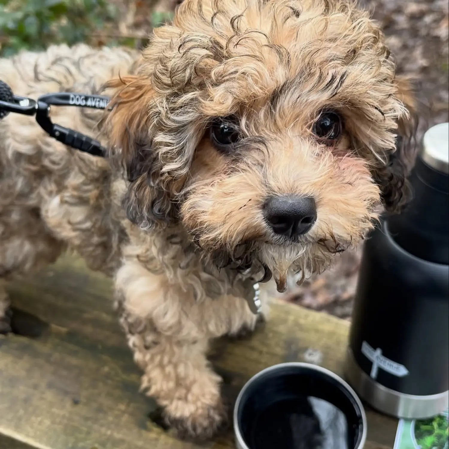 Cockapoo puppy standing beside the black Dog Avenue bottle and cup on a wooden bench, with the Dog Avenue lead clip attached