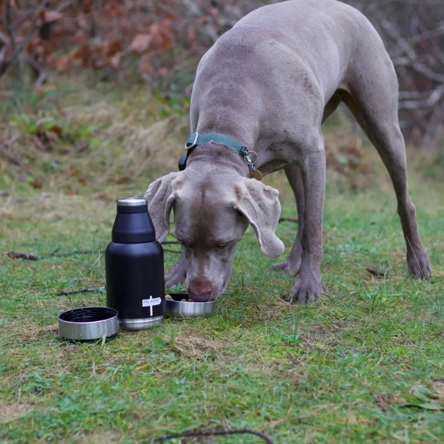 Weimaraner eating from the detachable stainless steel travel bowl on grass, black insulated bottle and cup beside it
