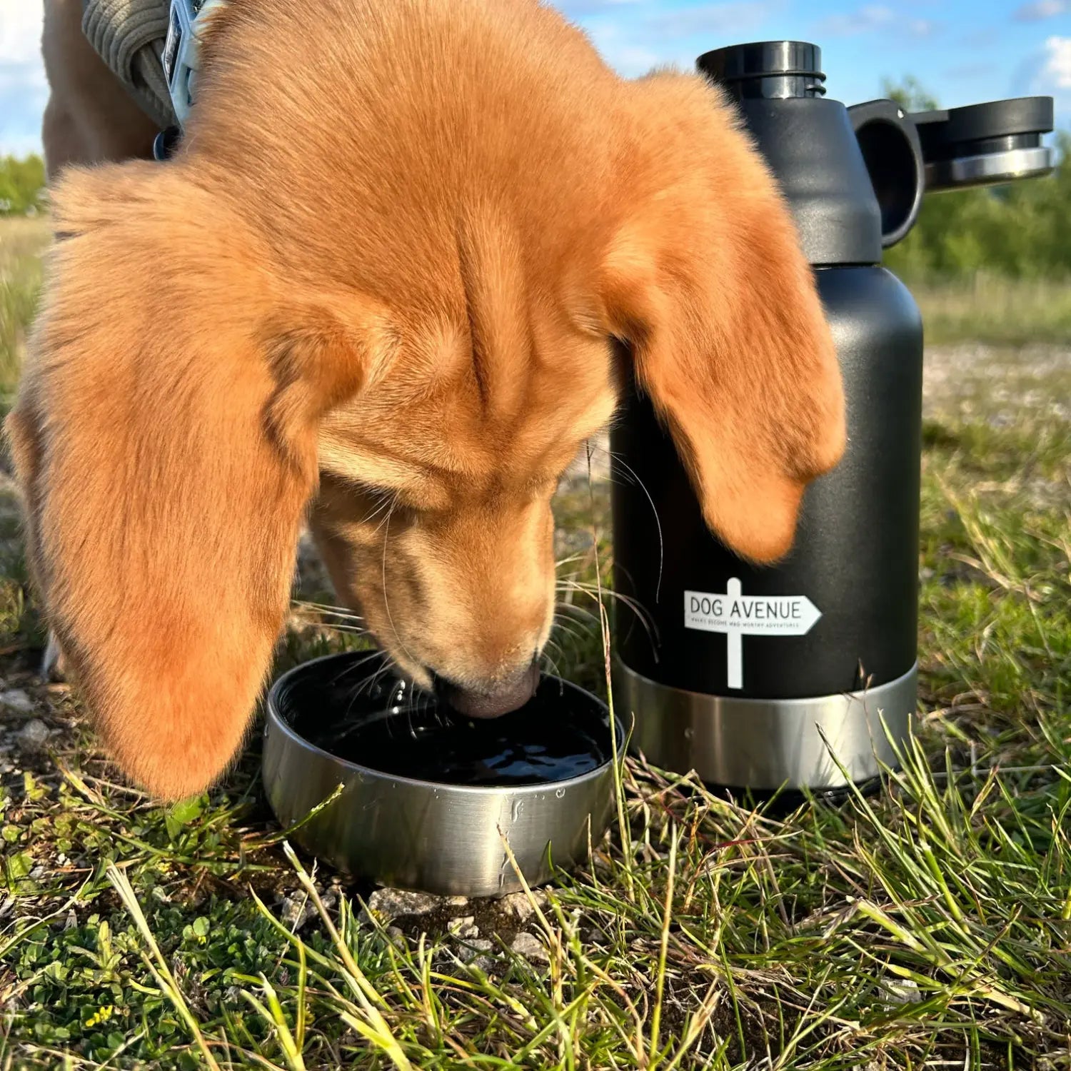 Fox-red Labrador puppy drinking water from the detachable stainless steel travel bowl with the black Dog Avenue bottle alongside